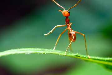 The ant stands on the leaf graceful gesture.