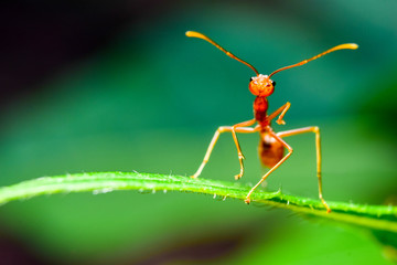 The ant stands on the leaf graceful gesture.