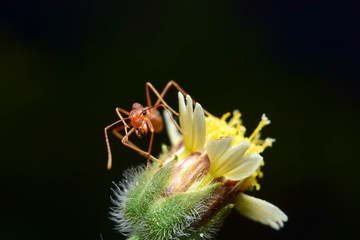The ant stands on the leaf graceful gesture.