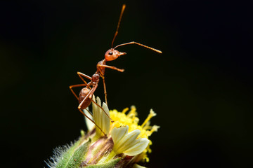 The ant stands on the leaf graceful gesture.