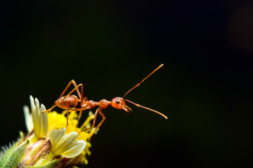 The ant stands on the leaf graceful gesture.