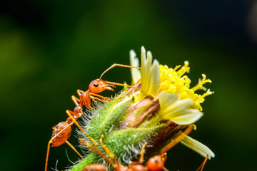 The ant stands on the leaf graceful gesture. © tawin