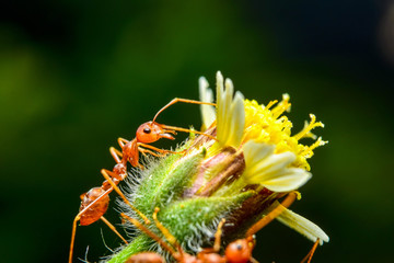 The ant stands on the leaf graceful gesture.