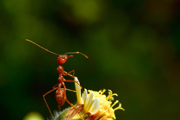 The ant stands on the leaf graceful gesture.