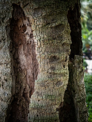 photographs of flowers and plants