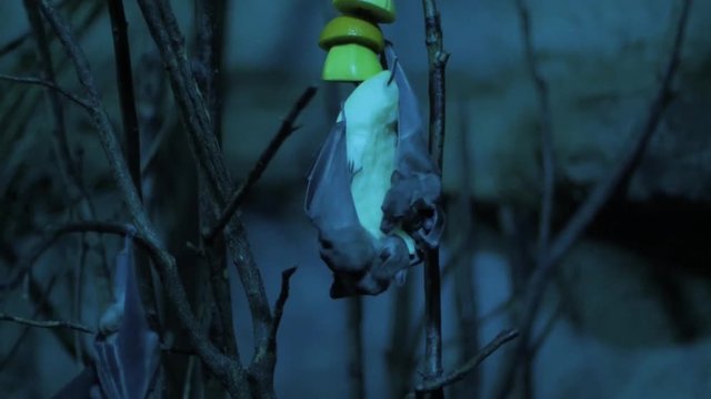 bats eating fruits in the night