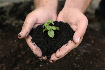 Man holding green seedling with soil outdoors