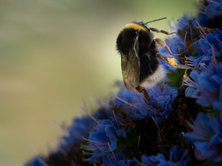 photographs of flowers and plants