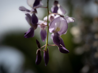 photographs of flowers and plants