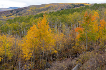 Golden aspen covered mountain hillside