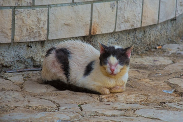 A sickly young black and white street cat in Istria, Croatia   © dragoncello