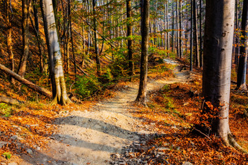 Fototapeta premium Golden shine autumn panorama scene in the forest, the morning sun shining through the trees, blue sky in background.