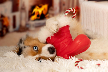 Christmas, dog Australian Shepherd lies idyllically in front of fireplace fire