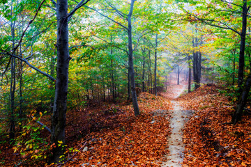 Golden shine autumn panorama scene in the forest, the morning sun shining through the trees, blue sky in background.