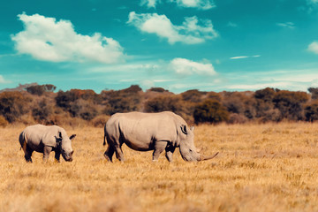 baby of white rhinoceros Botswana, Africa - obrazy, fototapety, plakaty