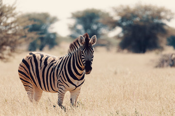 Zebra in bush, Namibia Africa wildlife