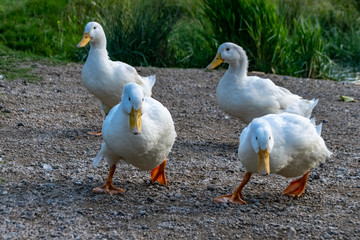 Heavy white ducks running towards food on land