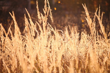 field of gold
