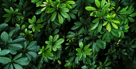 Tropical green leaf