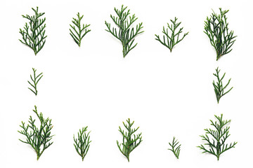 Cypress Twigs On White Background - 229702356