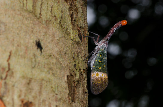 Lanternfly on a tree, Malaysia