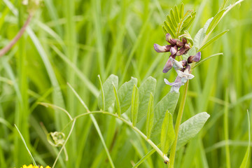 funny beautiful flowers of vicia cracca blooming in summer field