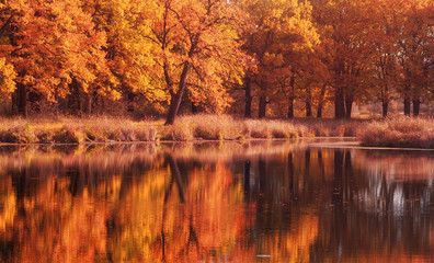 Oak tree forest panorama with pond. Autumn season with yellow and orange colors.