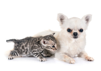 bengal kitten and chihuahua