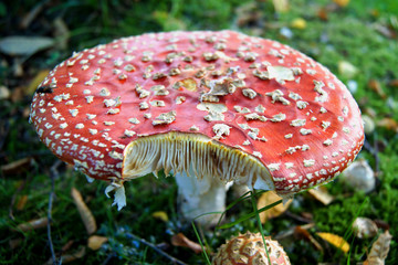 fly amanita mushroom