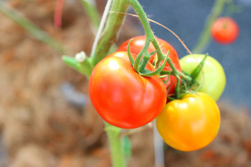 The fresh tomatoes on the tree concept of farm product and agriculture  