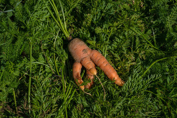 Funny shaped freshly picked carrot
