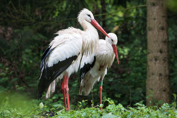 Storch / Störche - Weißstorch / Weißstörche im Wald