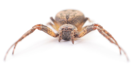 House spider isolated.