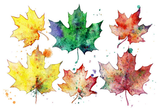 Autumn leaves on white background. Watercolor illustration. Plant elements for creativity. Set of maple leaves. Leaves isolated on a white background.