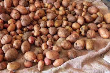 Potato harvest in the cellar as a background