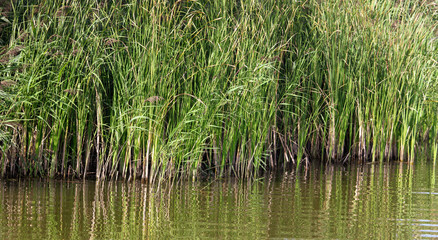 Reed grows in water on a pond