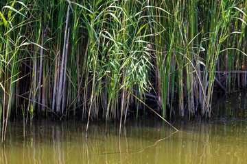 Reed grows in water on a pond