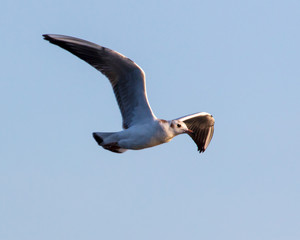 Portrait of a seagull in the sky