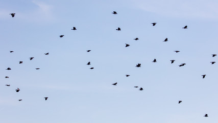 A flock of crows in the blue sky