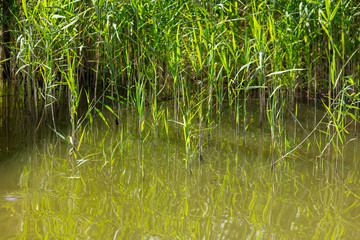 Reed grows in water on a pond