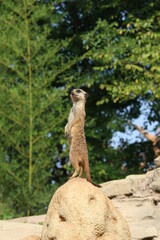 meerkat on guard