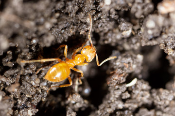Yellow ant on black ground in nature