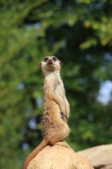meerkat suricata suricatta