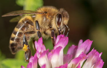 A bee collects honey on a flower
