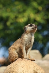 meerkat suricata suricatta