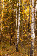 Fototapeta premium Birches in the forest in autumn as a background