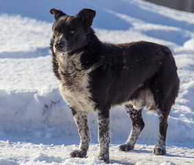 Portrait of a dog on the snow in winter