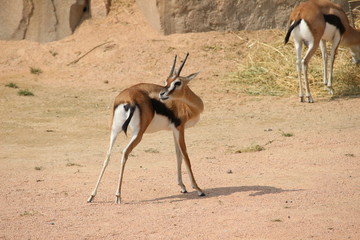 impala in africa