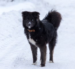 Black dog on white snow in winter