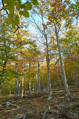 

Bosque en otoño El Montseny Barcelona